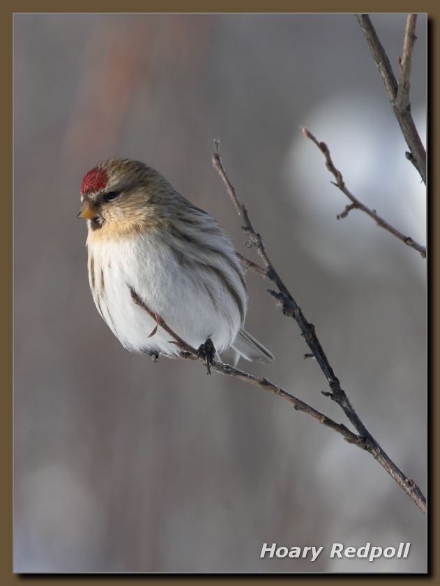 Hoary Redpoll