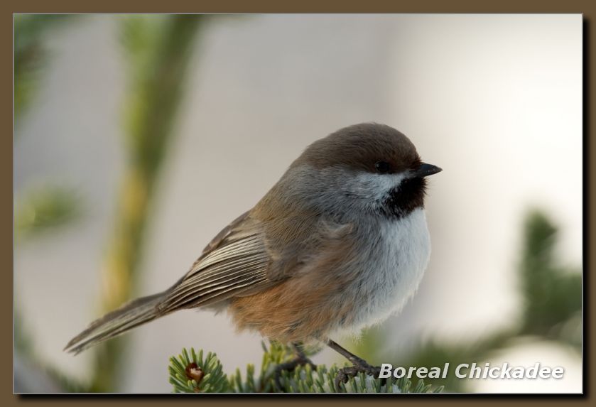 Boreal Chickadee
