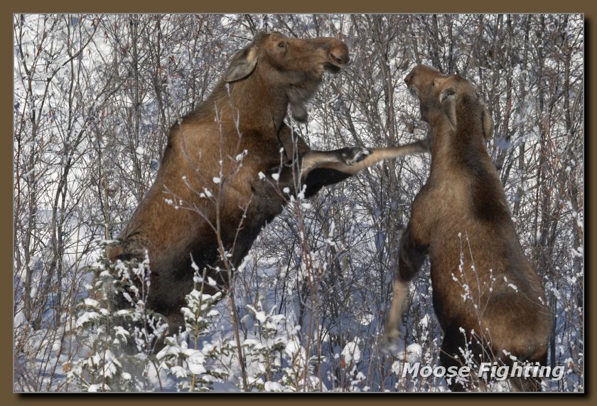 Moose Fighting