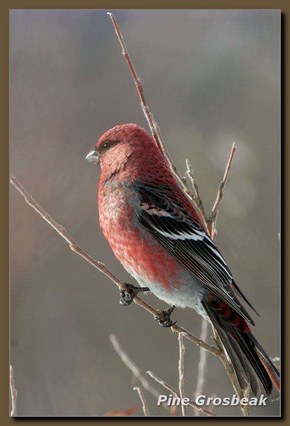 Pine Grosbeak