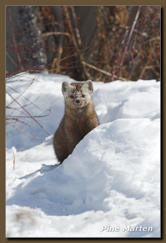 Pine Marten