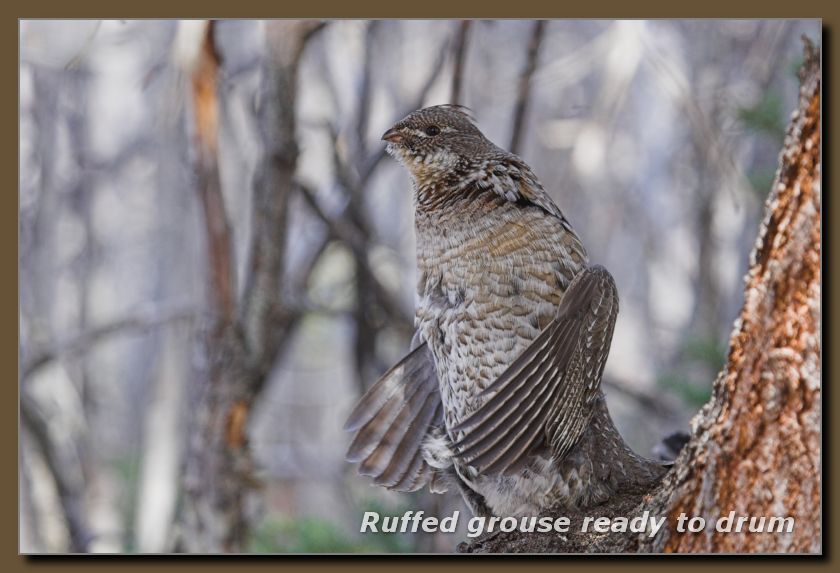 Ruffed Grouse