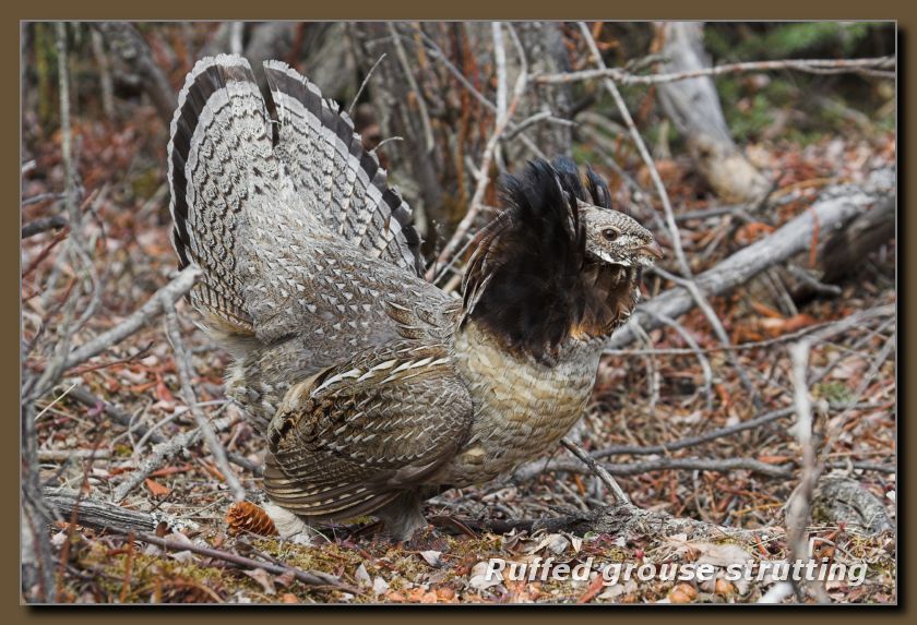Ruffed Grouse