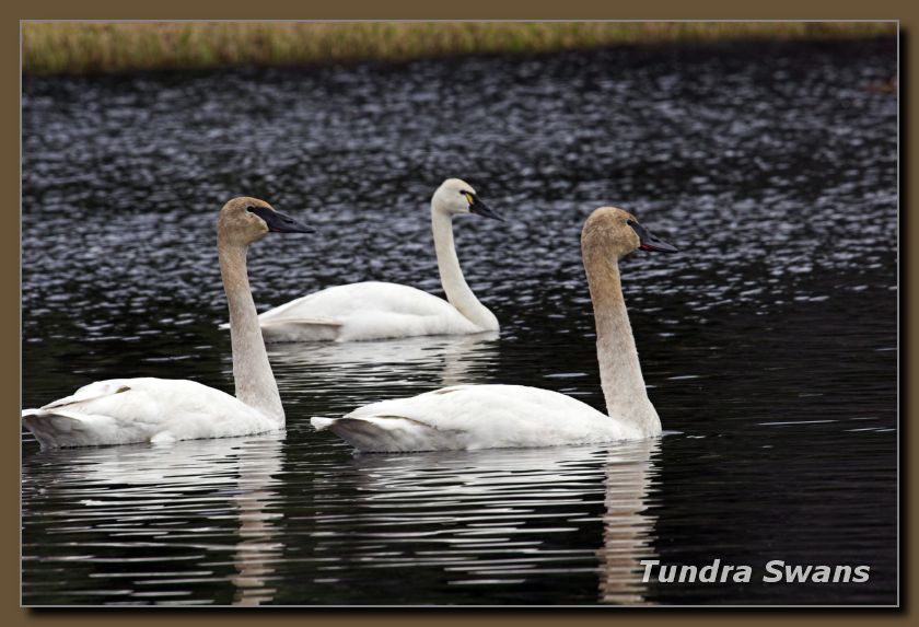 Tundra Swans