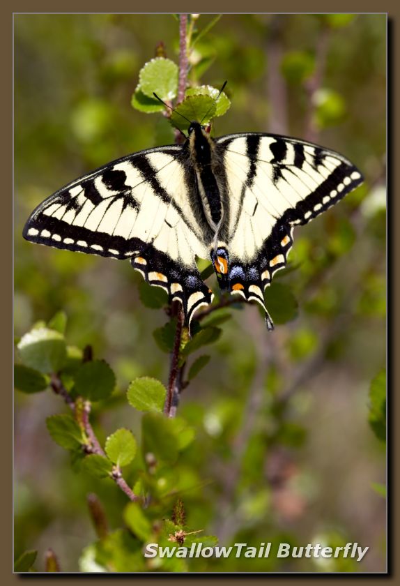 SwallowTail Butterfly
