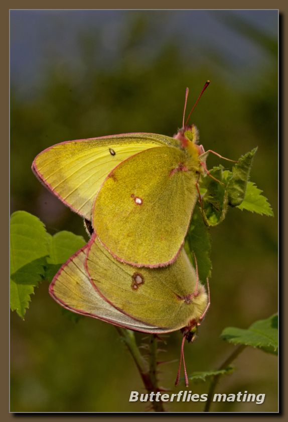 yellowbutterfly